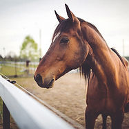 cavalo marrom animal