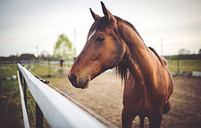 Animal brown horse