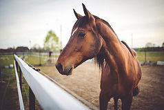 Brown Horse Outdoors