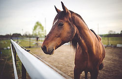 Horse Camping