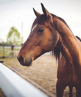 Animal brown horse
