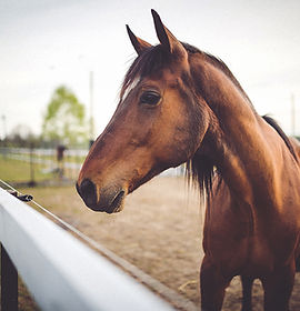 Animal brown horse