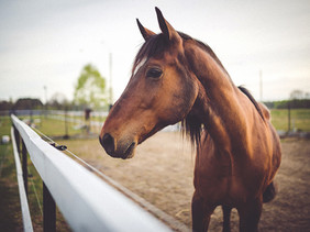 Equine