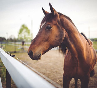 Animal brown horse