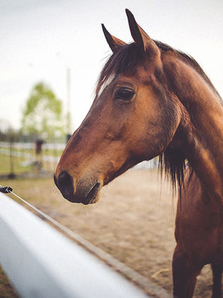 brown horse