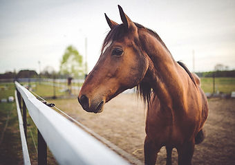 Animal brown horse