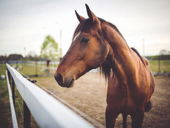 Vendre son cheval lors du Salon