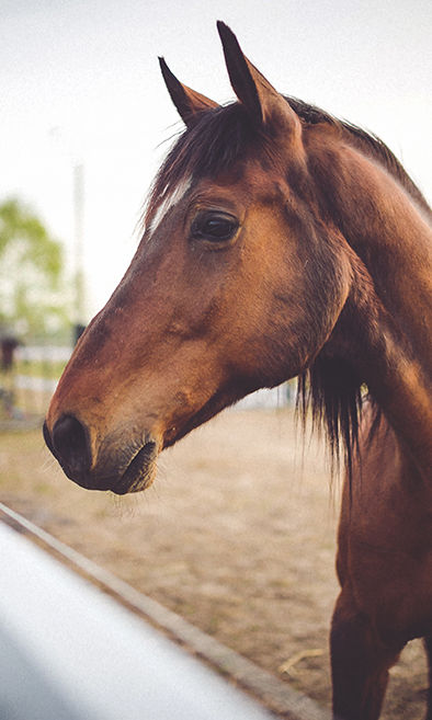 Animal brown horse