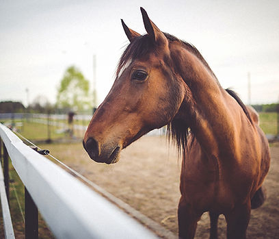 cavalo marrom animal