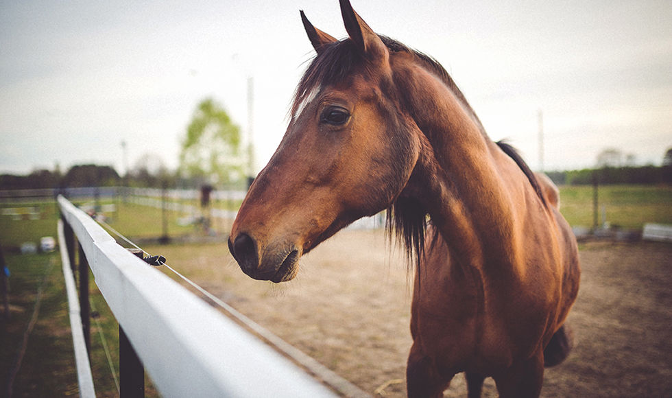 horseback riding in loreto, loreto horseback riding tours, loreto