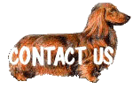 dachshund puppies,duchshund for sale,dachshund puppies,duchshund, doxie puppies,dachounds,doxies,dachshund puppies,davis darling doxies
