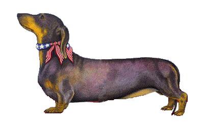 dachshund puppies for sale