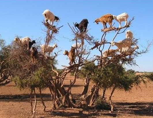 Argan Goat