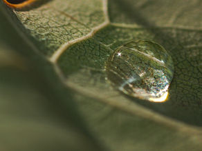 Close-up of a water droplet resting gently on a textured leaf in muted green and golden tones, with shallow depth of field and soft light creating a calm, contemplative atmosphere.