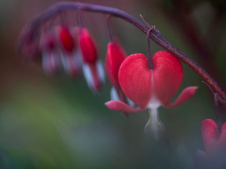 When Gratitude Becomes an Anchor
