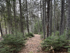Pathway leading into trees