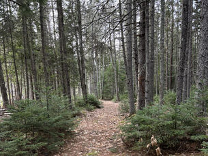 Pathway leading into trees