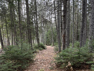 Pathway leading into trees