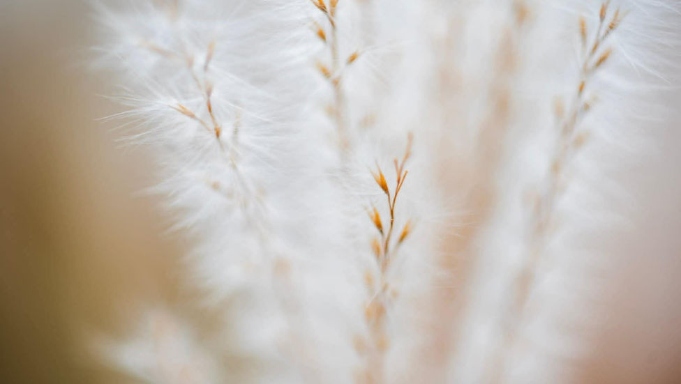 Gros plan doux et lumineux de fleurs délicates aux filaments blancs et aux petites tiges dorées, sur un arrière-plan flou aux tons apaisants.