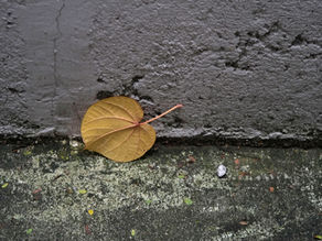 Feuille en forme de cœur posée contre un mur de béton, symbole de vulnérabilité, de lenteur et du sentiment d’être assez.