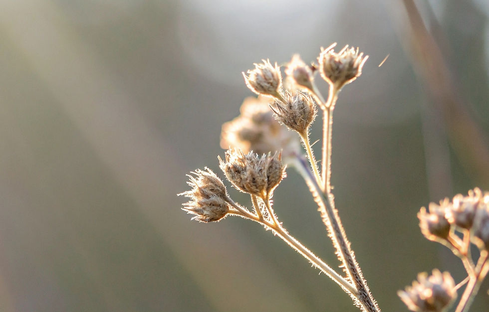 Delicate dried flowers bathed in soft natural light against a blurred, calming background, evoking fragility, stillness, and quiet presence.