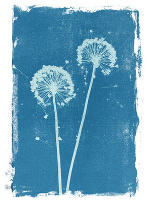 Deux pissenlits en cyanotype bleu
