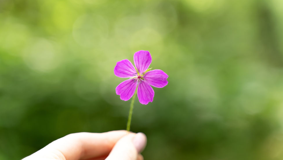 Main tenant délicatement une petite fleur rose sur fond vert flou, évoquant la douceur, le pardon et la bienveillance envers soi.