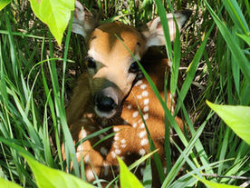 Photo courtesy of the Kansas Wildlife and Parks Game Wardens Facebook page.