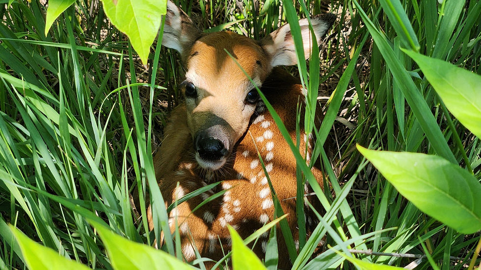 Photo courtesy of the Kansas Wildlife and Parks Game Wardens Facebook page.
