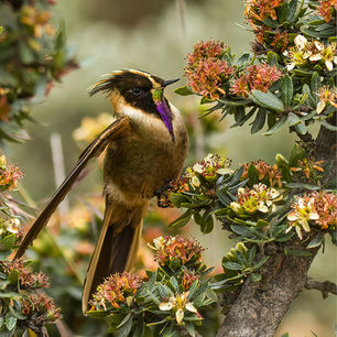 Buffy Helmetcrest  juan lopez bird tours.jpg