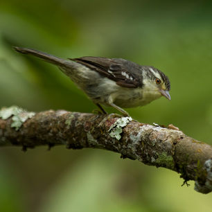 Double-banded-grayteailed