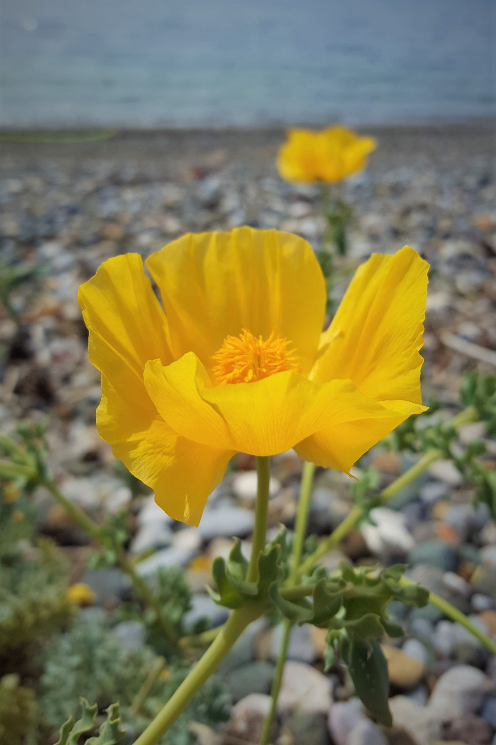 Yellow poppy