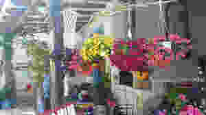 Flowers in Pythagorion