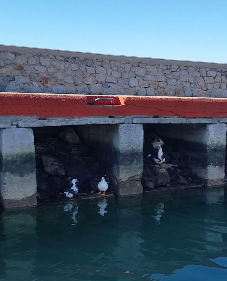 Muscovy ducks in Limni harbour