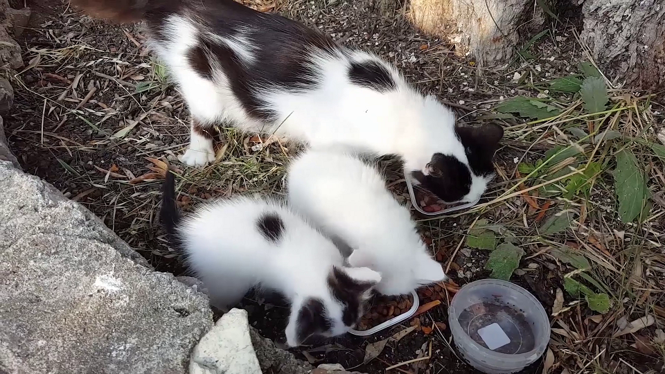 Boatyard cats