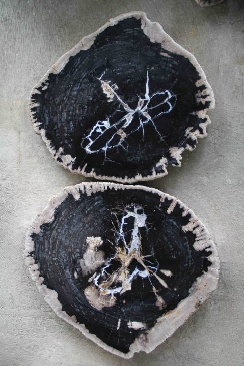 Black Petrified Wood Slice