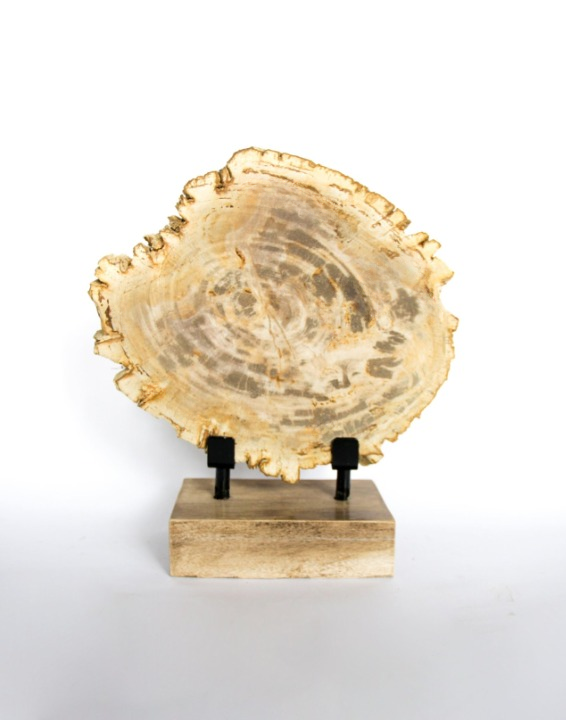 Slice on stand Petrified Wood