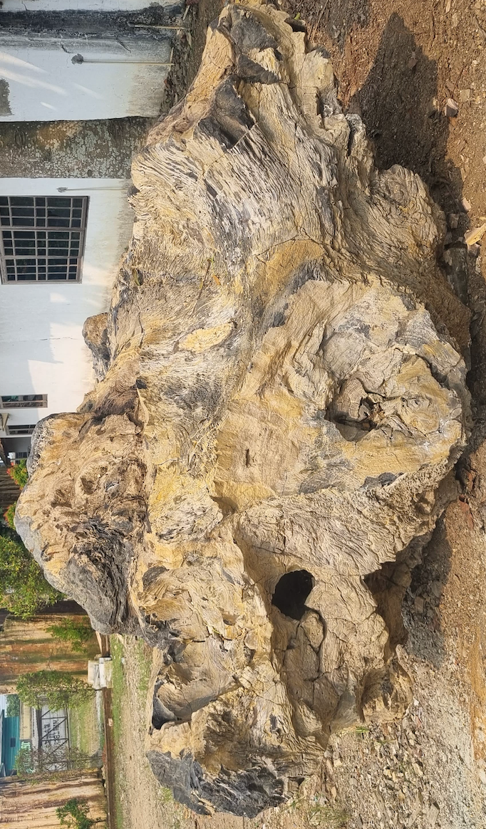 Large Petrified Root Tree for sale