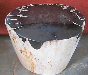 Indonesian Petrified Wood