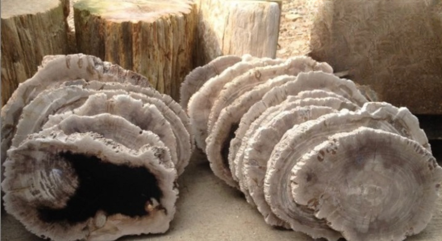 petrified wood cheese board