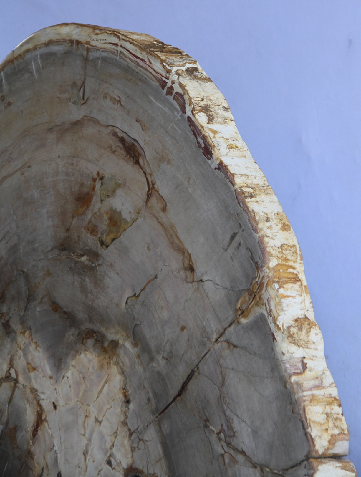 Live Edge Petrified Wood