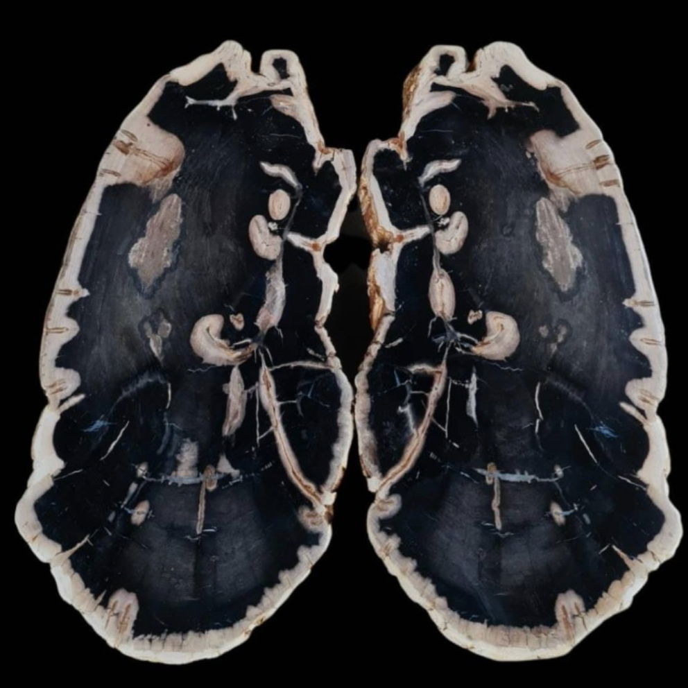 Matching Pair Petrified Wood