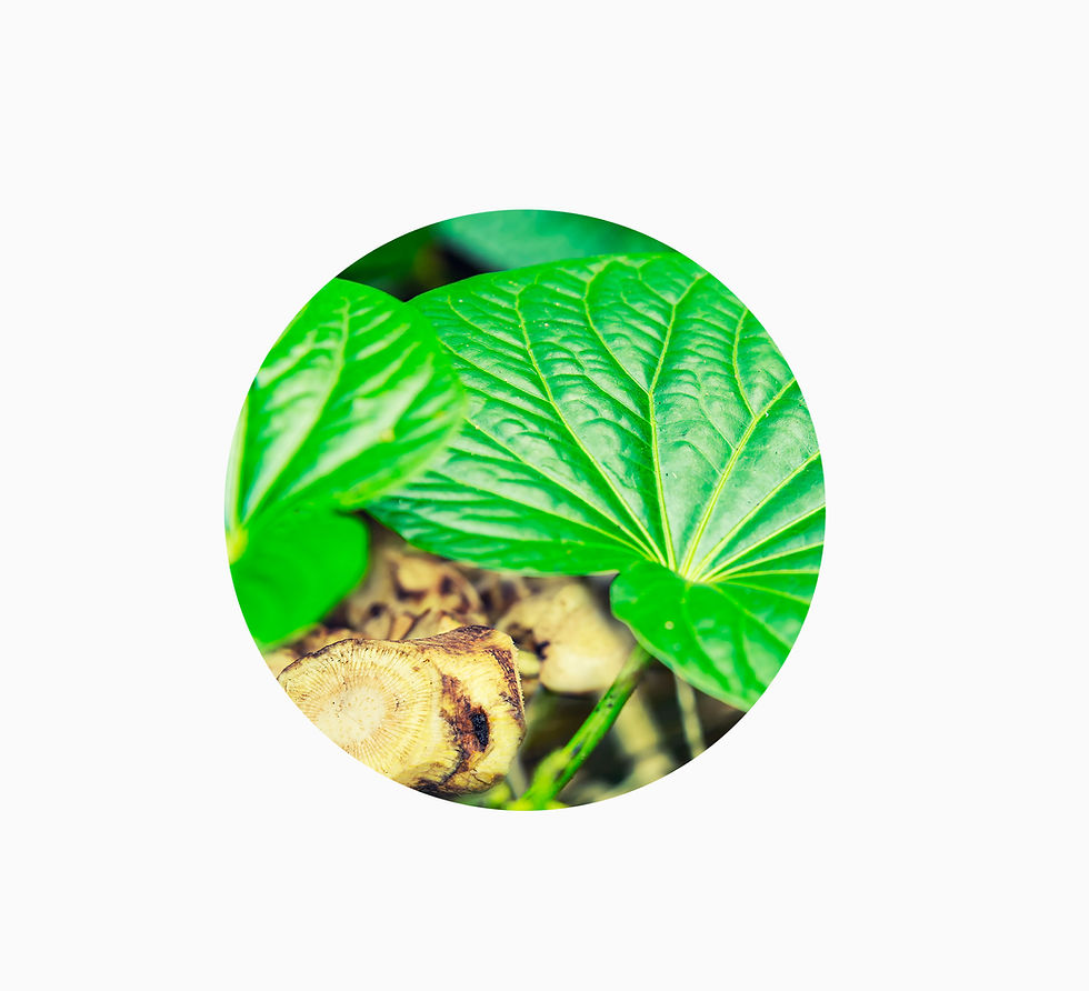 Kava Extract