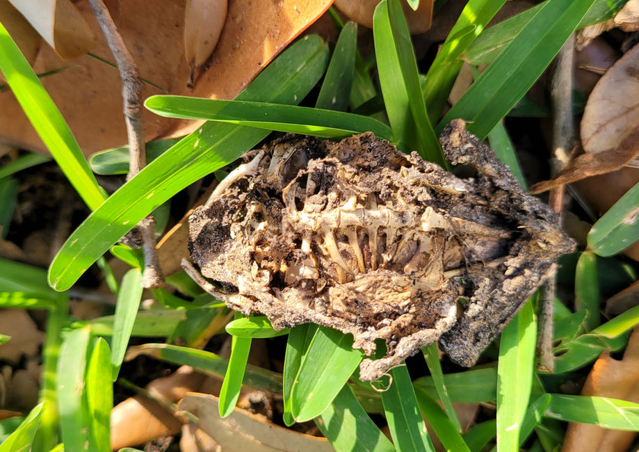 Decomposing Frog