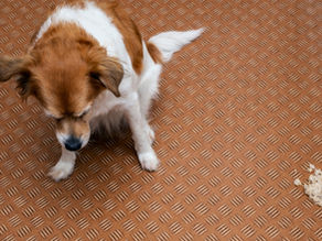 🐶 Dog Vomiting:Why It Happens, What It Means, and How to Help Your Pup Feel Better