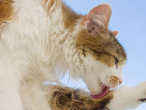 Your Cat Keeps Scratching? Here's Why—and How to Help, Naturally