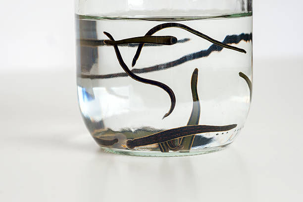 Küçük resim: Hirudo Orientalis Leeches