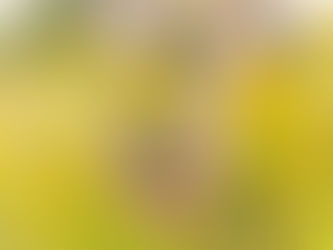 About St. John’s Wort (Hypericum perforatum)