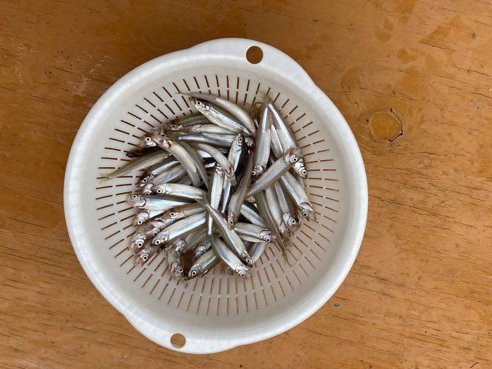 10月5日　釣果