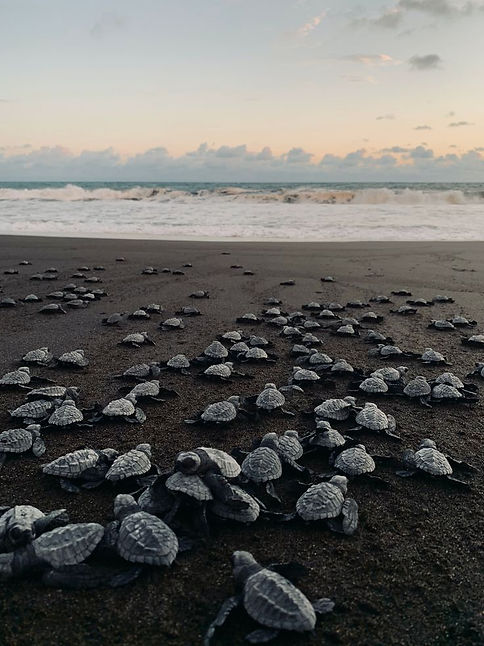 Baby Turtle Release, a must thing to do_ This….jpeg
